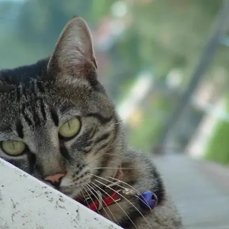 Basuetta In Historical Center With Ac *